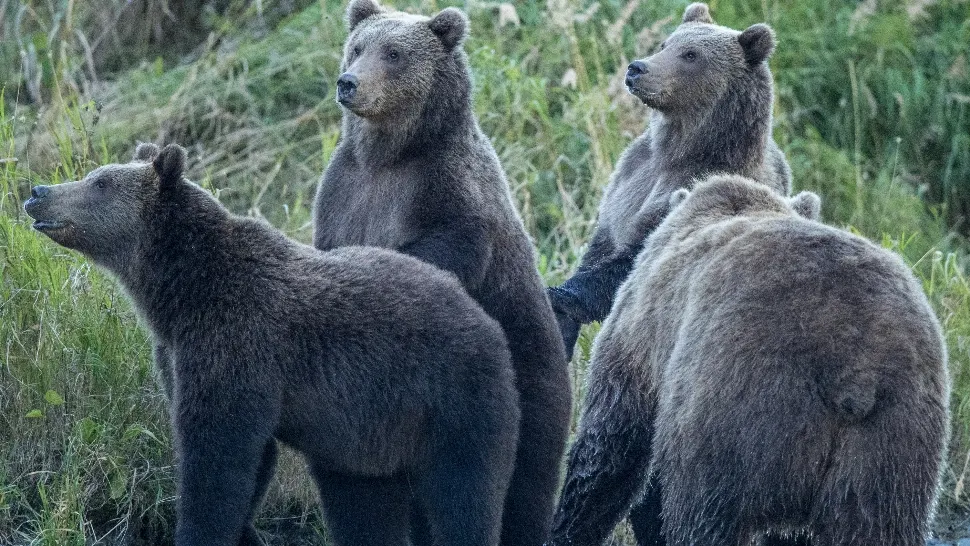 Alarmă în satele României: urșii au dat iama în casele oamenilor. Ce spun localnicii