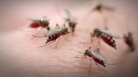 Trei cazuri de infectare cu virusul West Nile la Vaslui
