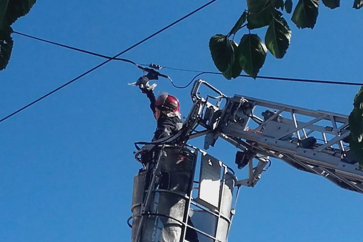 VIDEO. Porumbel salvat de pompierii bârlădeni