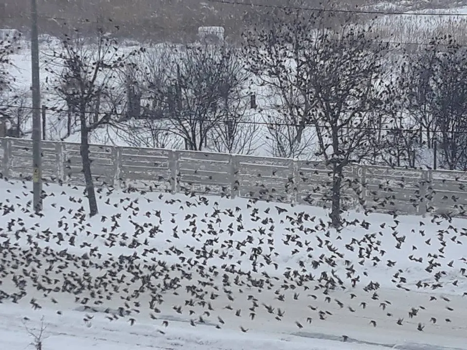 VIDEO Imagini spectaculoase cu un stol de grauri, surprinse în Bârlad