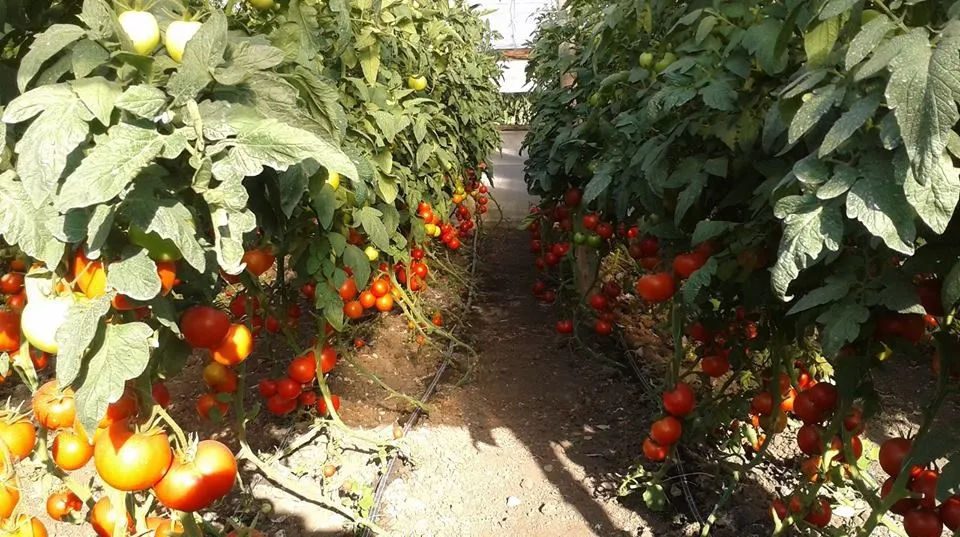 Fermierii vasluieni, încurajați să se asocieze în cooperative agricole