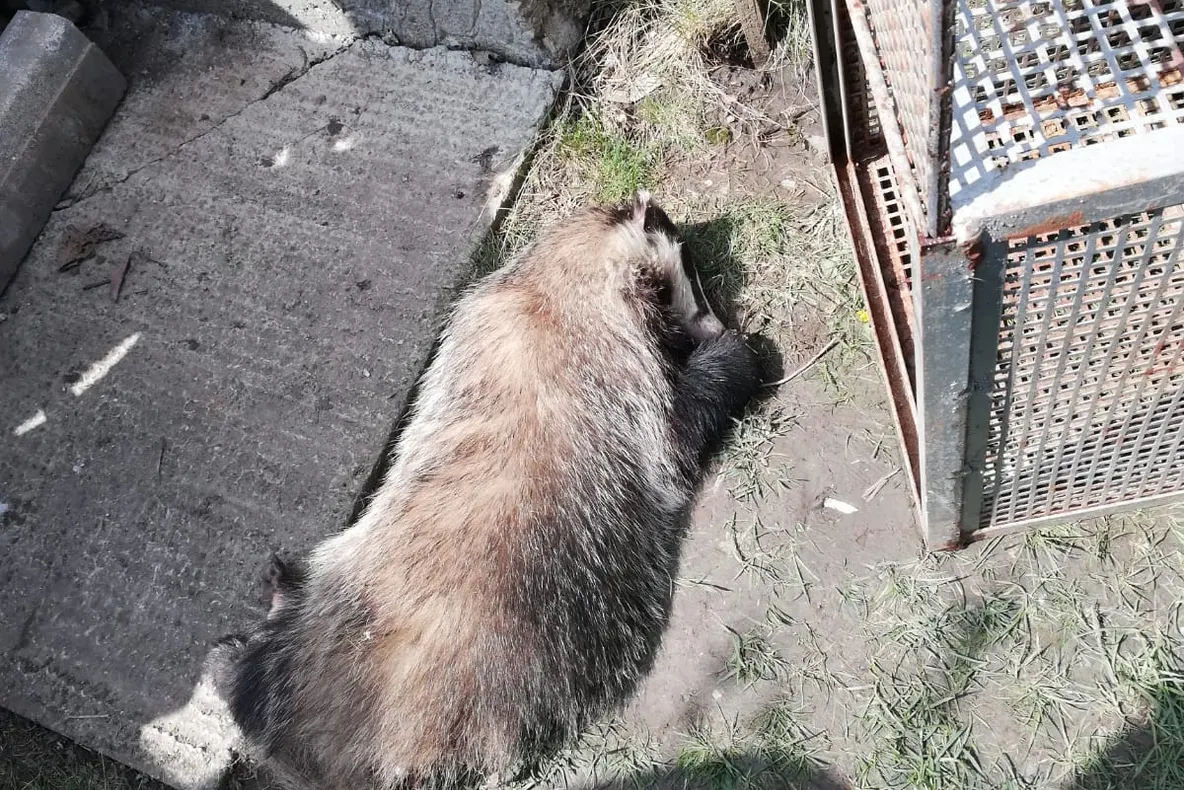 Jandarmii vasluieni au salvat un bursuc