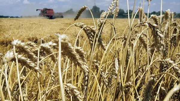Producții bune la cereale în județul Vaslui