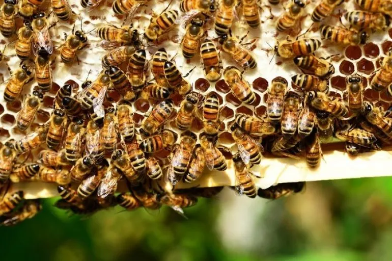 UPDATE. Bărbatul înțepat de insecte lângă localitatea Horga a fost declarat decedat