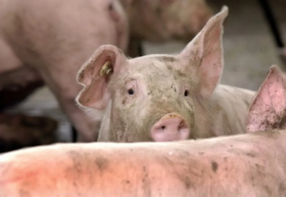 Încă un caz de pestă porcină africană în zona Cârja!