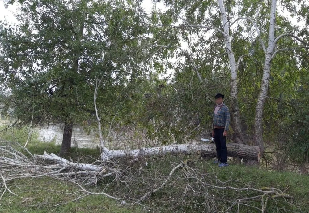 Depistat în timp ce tăia un arbore dintr-o zonă protejată