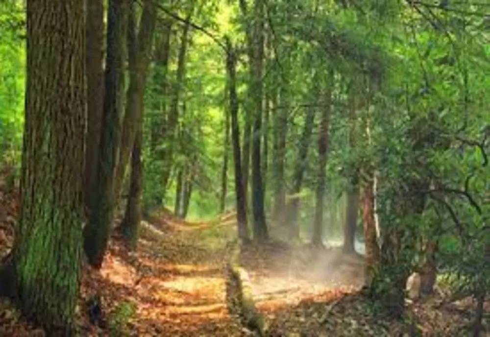 Ministrul Tanczos Barna: ”Toate acele afirmații, că în România în fiecare oră sau în fiecare minut dispar hectare, zeci de hectare de pădure sunt minciuni”