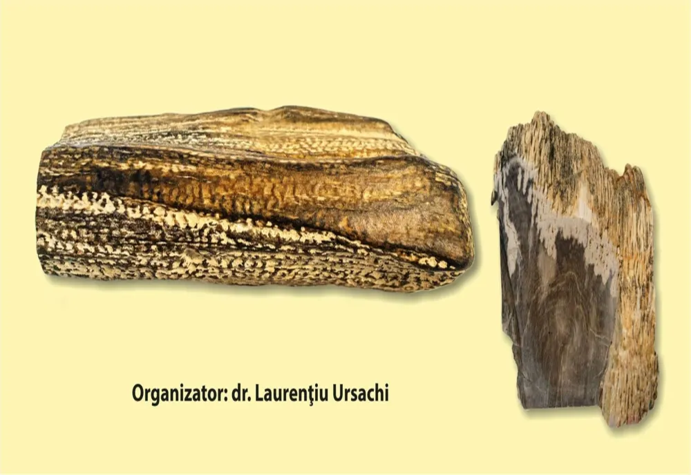 Expoziția „Plante fosile din județul Vaslui”