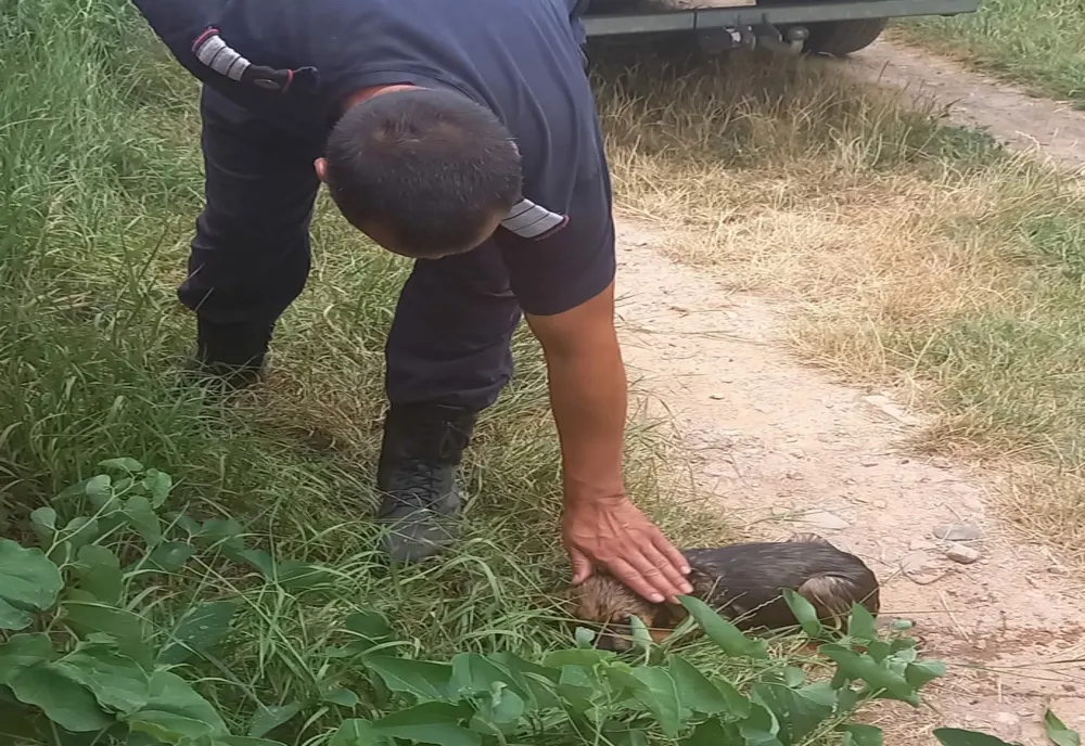 Pompierii au salvat un cățeluș căzut intr-un canal colector din Vaslui - VIDEO