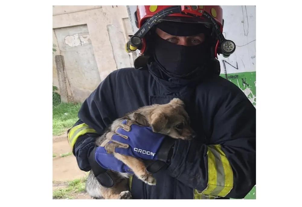 Pompierii bârlădeni au salvat un cățel din subsolul unui bloc