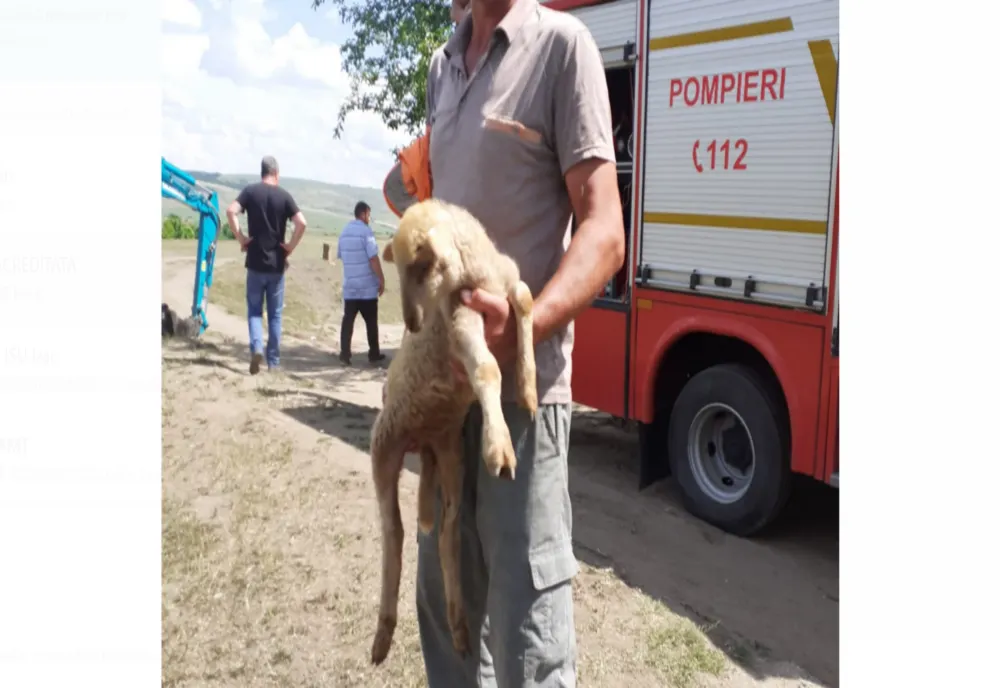 Bârlad. Un miel, salvat de pompieri după ce a stat 36 de ore într-o țeavă dezafectată din zona IRB