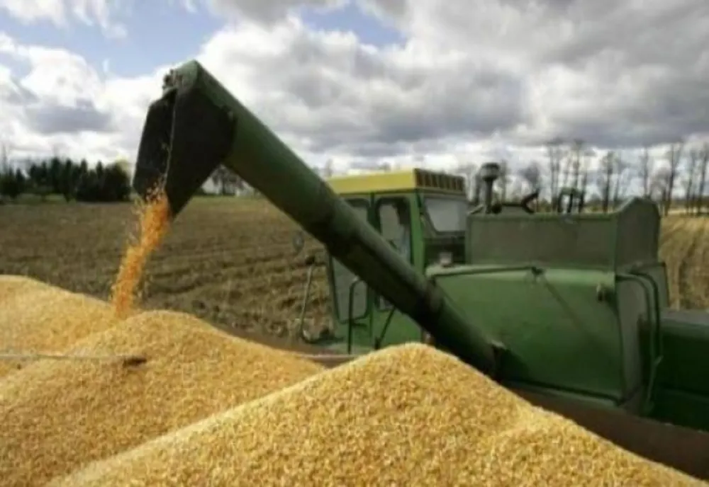 Petre Daea anunță că producţia de grâu se situează în parametri normali - Cum stăm la floarea soarelui și la porumb