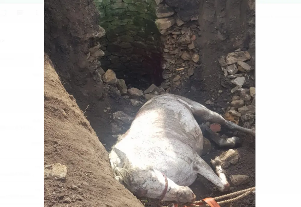 Misiune de salvare la Rădești pentru salvarea unui cal căzut într-o fântână