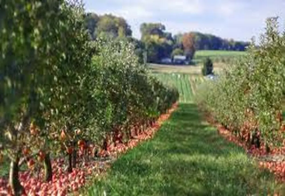 48 de milioane de euro pentru investiții în exploatații pomicole