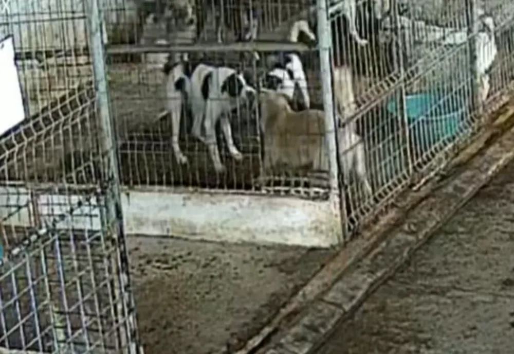 IMAGINI greu de privit într-un adăpost de câini din Vaslui! Din cauza supra-aglomerării, câinii se sfâșie între ei - VIDEO 