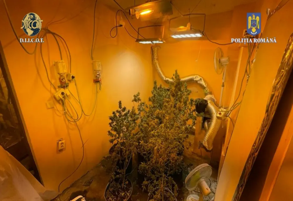 Captură record de cannabis în România. Un fost concurent al unei emisiuni de divertisment a fost ridicat de DIICOT