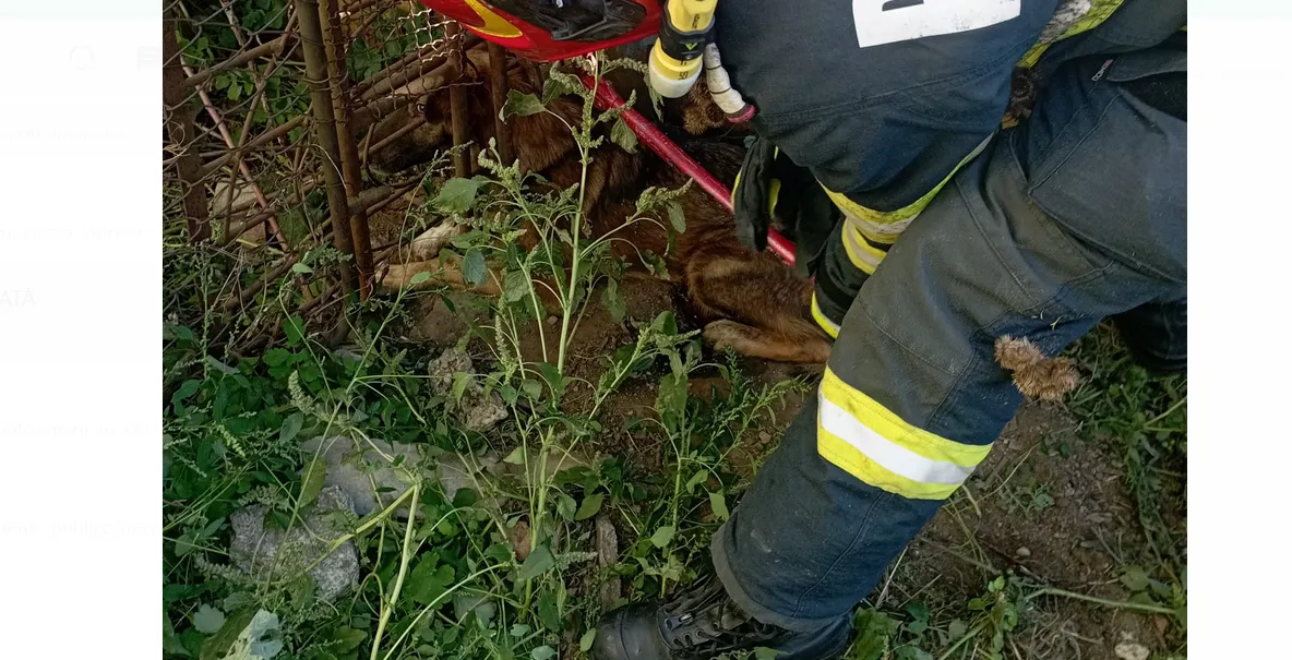 Câine blocat într-un gard, salvat de pompierii vasluieni