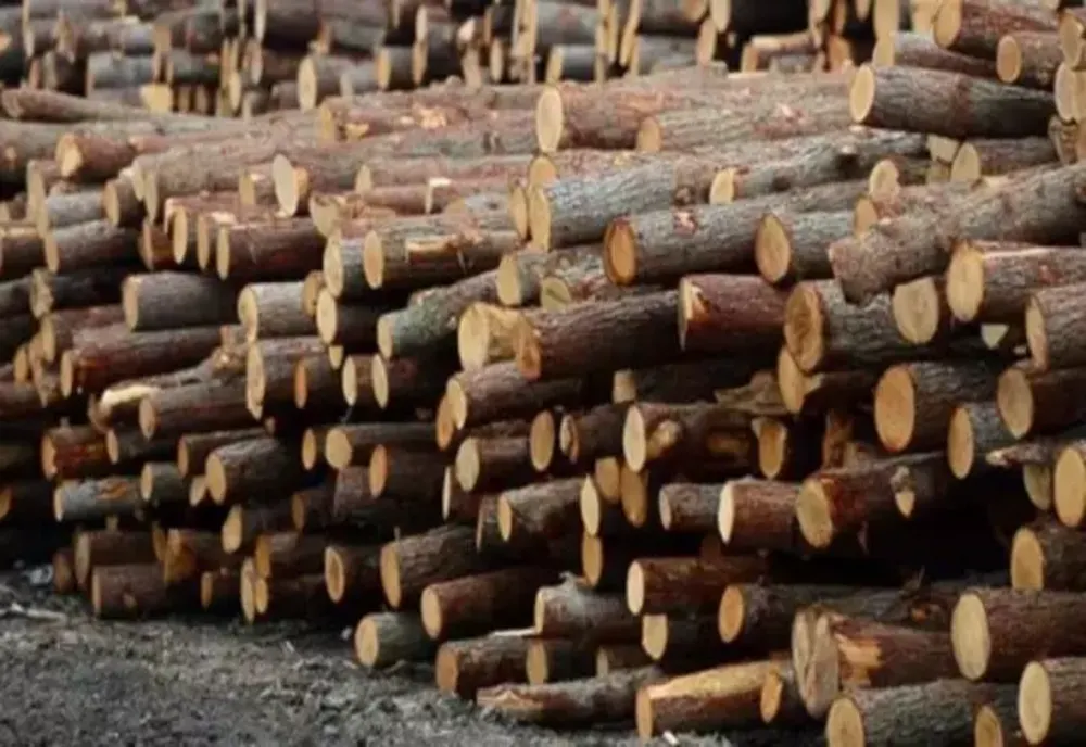 Austria, afaceri și profituri uriașe din lemnul românesc - Amploarea defrișărilor, estimată la 270 de milioane de mc