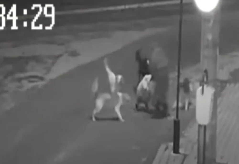 O femeie din Bârlad, la un pas să fie sfâșiată de o haită de câini maidanezi - VIDEO