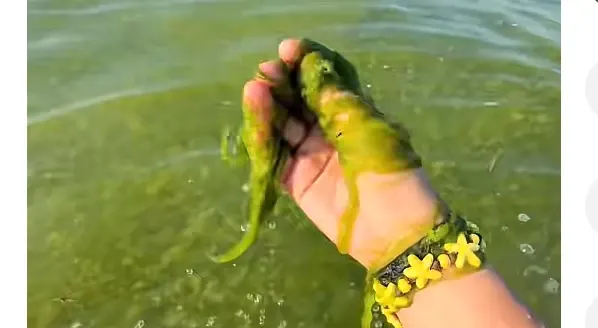 Invazie de alge pe litoral. Vacanțele turiștilor, date peste cap - VIDEO