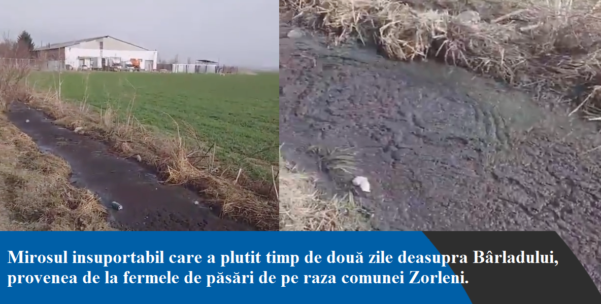 Misterul mirosului de la Bârlad a fost elucidat: dejecții de la fermele de păsări din Zorleni