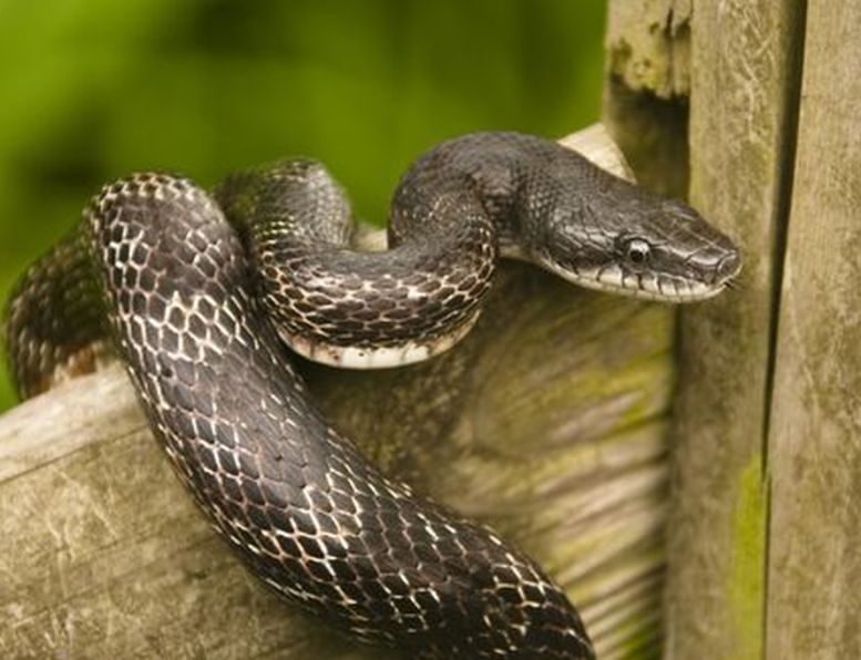 O femeie din comuna Bogdănești a ajuns la spital mușcată de șarpe