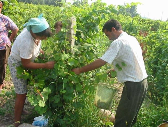 Primarul de Șuletea, comerciant de struguri