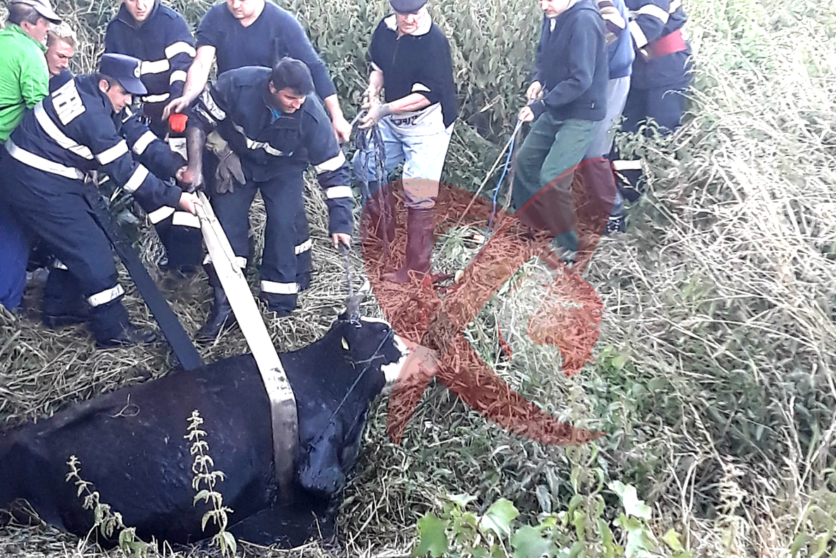 VIDEO. Intervenție a pompierilor bârlădeni pentru salvarea unei bovine căzute în apă, la Podul Pescăriei