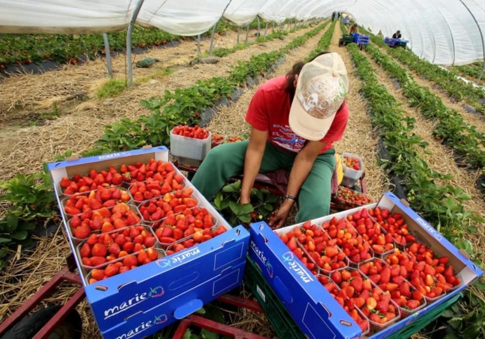 Se caută căpșunari pentru Spania