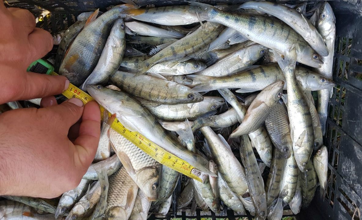 Doi vasluieni s-au ales cu dosar penal pentru braconaj piscicol