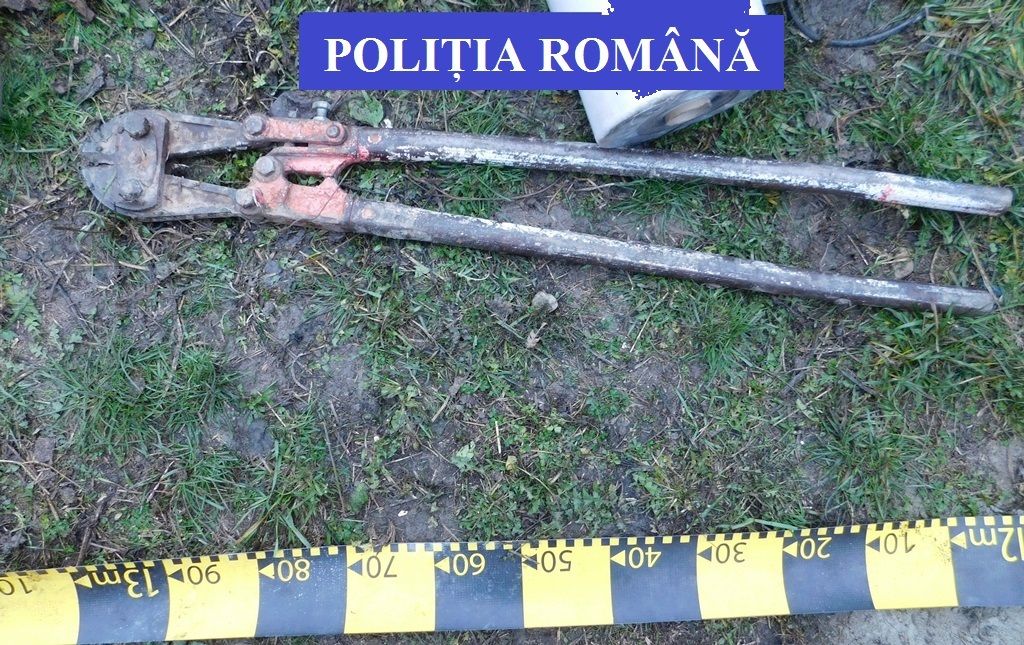 Bradul din centrul Bârladului, o donație aparte