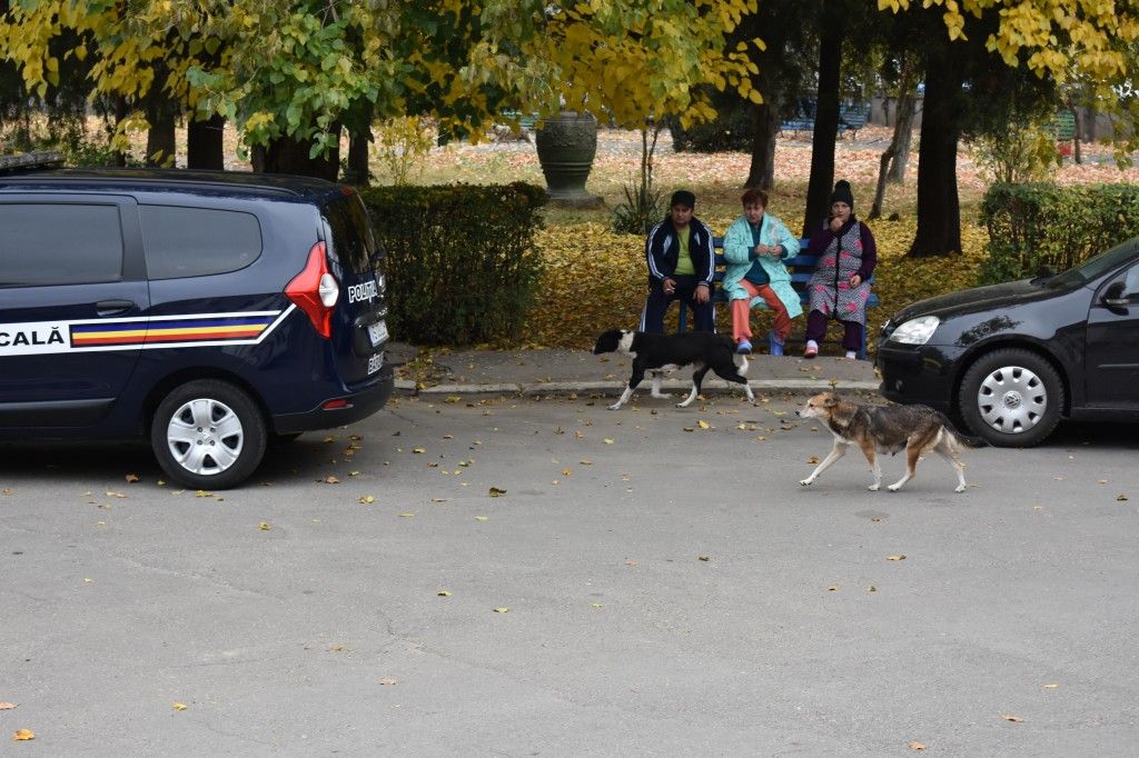 VIDEO. Scandal la capturarea câinilor fără stăpân de pe străzile din Bârlad