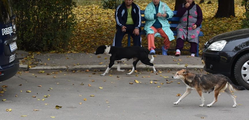 Când vor fi strânși câinii fără stăpân din Bârlad și cât costă operațiunea