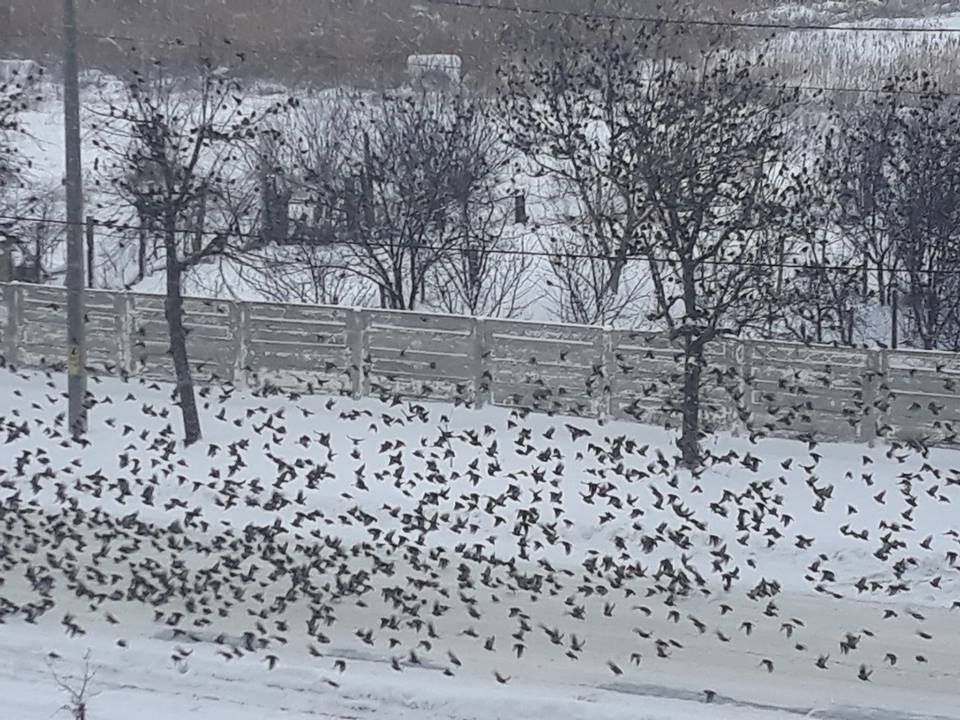 VIDEO Imagini spectaculoase cu un stol de grauri, surprinse în Bârlad