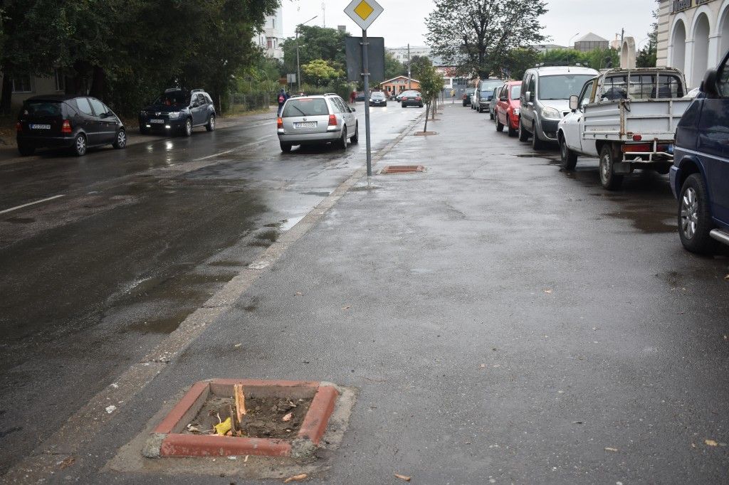 Bârlad. Programul de plantare a puieților de arbori, continuă