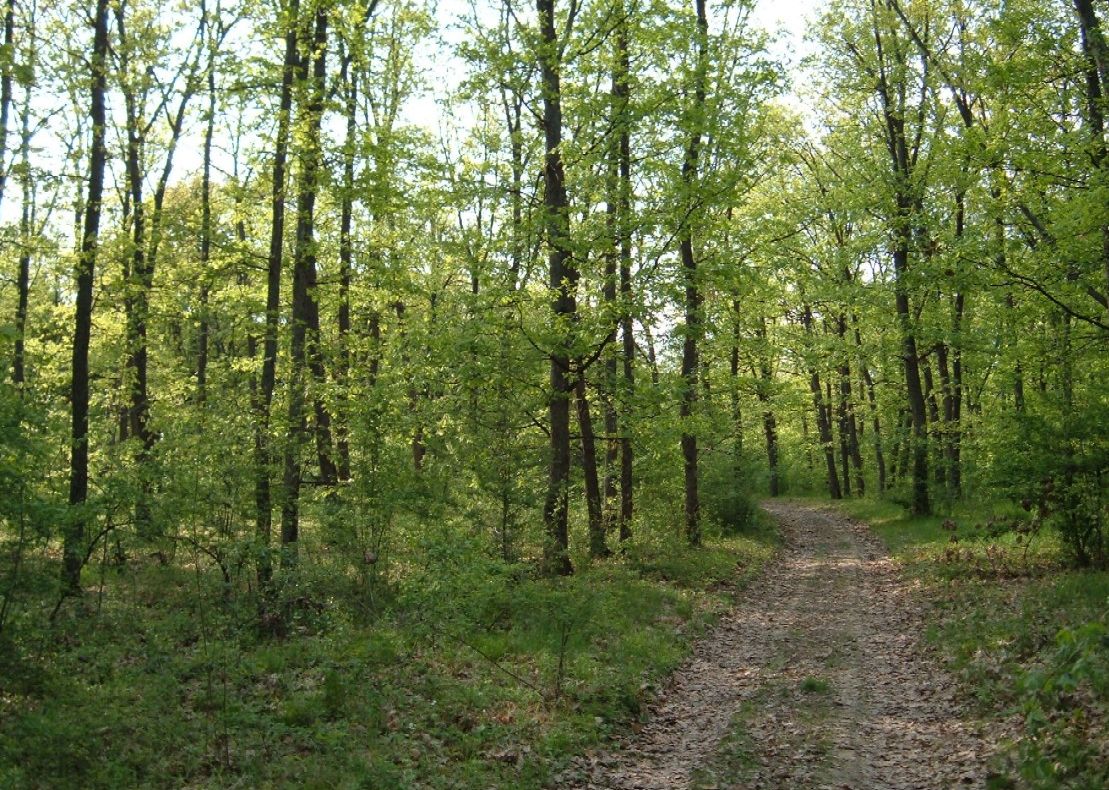 Pădurea privată revine în paza Direcției Silvice Vaslui