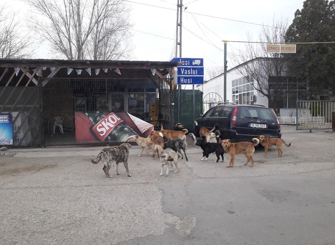 Contractul pentru prinderea câinilor fără stăpân, fără nici un pretendent!