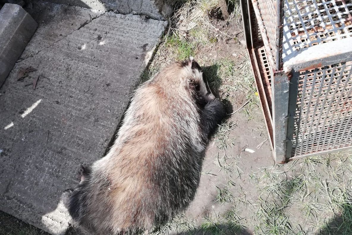 Jandarmii vasluieni au salvat un bursuc