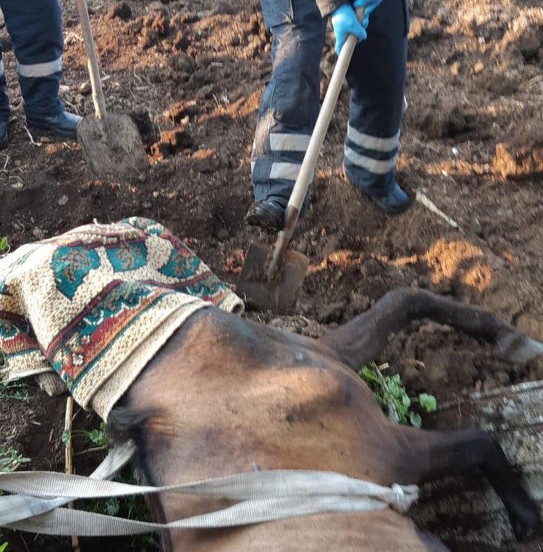 Cabalină salvată de pompierii vasluieni