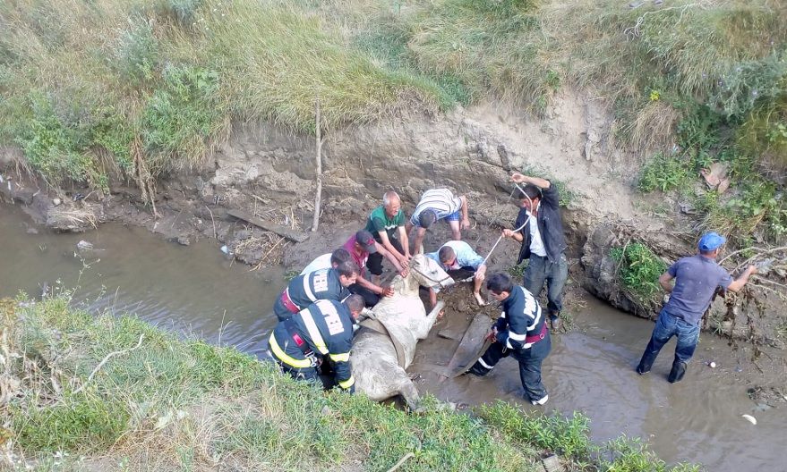 Popeni. Cal salvat de pompierii bârlădeni dintr-o râpă adâncă de 4 metri
