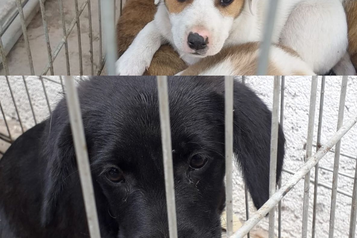 ”10 pentru Siguranță!”, la Liceul cu Program Sportiv Vaslui