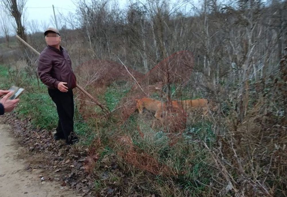 SCENE VIOLENTE! Un bârlădean filmat cu o furcă în mână și cu doi câini care „rupeau” un maidanez - VIDEO
