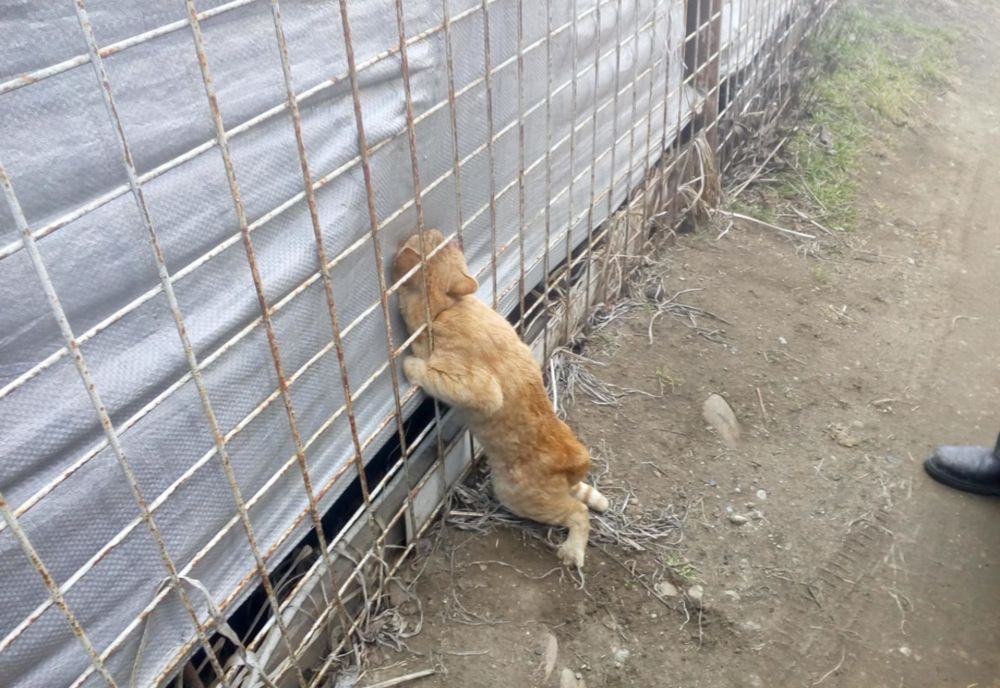 FOTO - Pisică salvată de pompierii din Bârlad