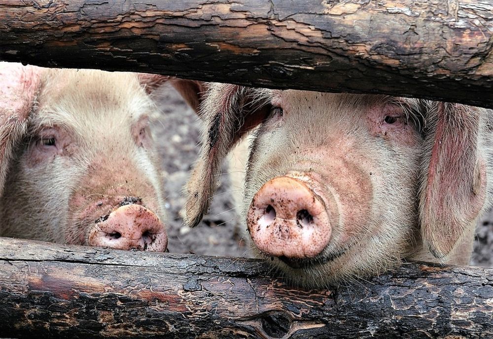 Confirmare caz pozitiv de pestă porcină africană la porci domestici din localitatea BANCA