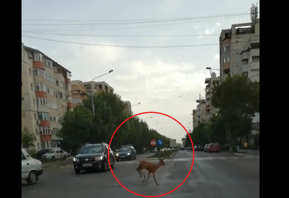 Căprioară ajunsă pe străzile din Bârlad - VIDEO