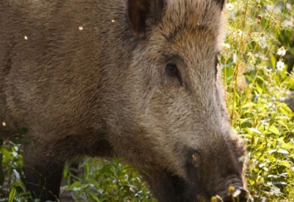 Pesta porcină lovește din nou! Caz confirmat la un porc mistreț!