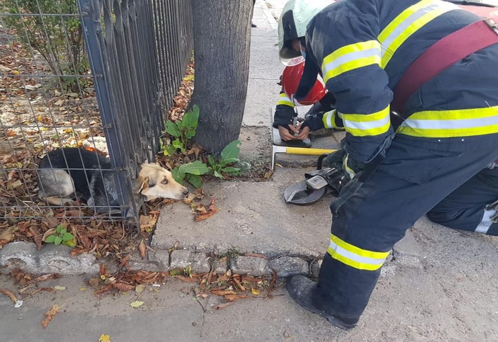 Câine salvat de pompieri după ce a rămas blocat într-un gard