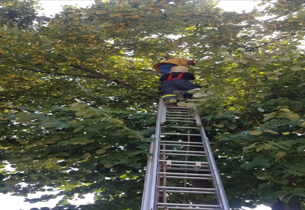 Coborât din tei de pompieri- VIDEO