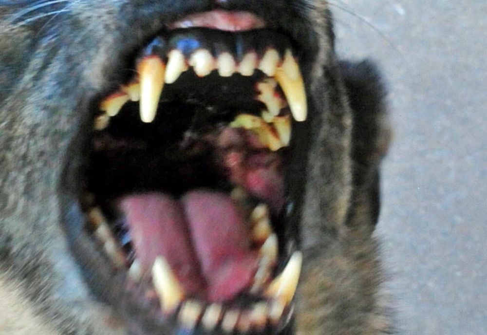 O femeie din municipiul Bârlad şi câinele său, atacaţi de un câine din rasa Amstaff 