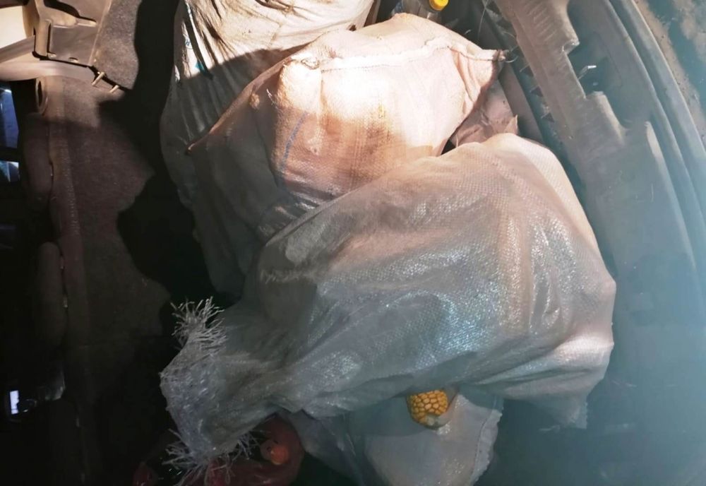 Hoți puși paznici la porumb! Mai mult decât atât, aceștia era pregătiți să împuște căpriori